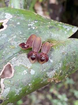 Image of Pleurothallis cordata (Ruiz & Pav.) Lindl.