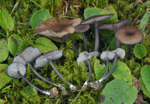 Image of Entoloma caesiocinctum (Kühner) Noordel. 1982