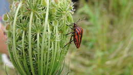 Image of Graphosoma italicum italicum