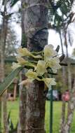 Imagem de Rodriguezia granadensis (Lindl.) Rchb. fil.