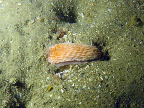 Image of Aeolidiella drusilla Bergh 1900