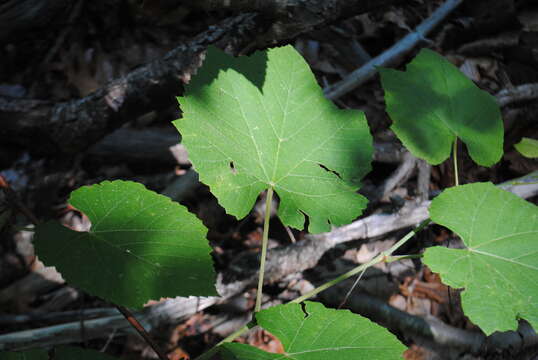 Plancia ëd Vitis novae-angliae Fern.