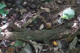 Image of Fiji Island Boa