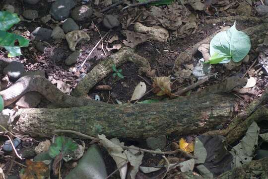 Image of Fiji Island Boa