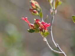 Слика од Hypoestes isalensis Benoist