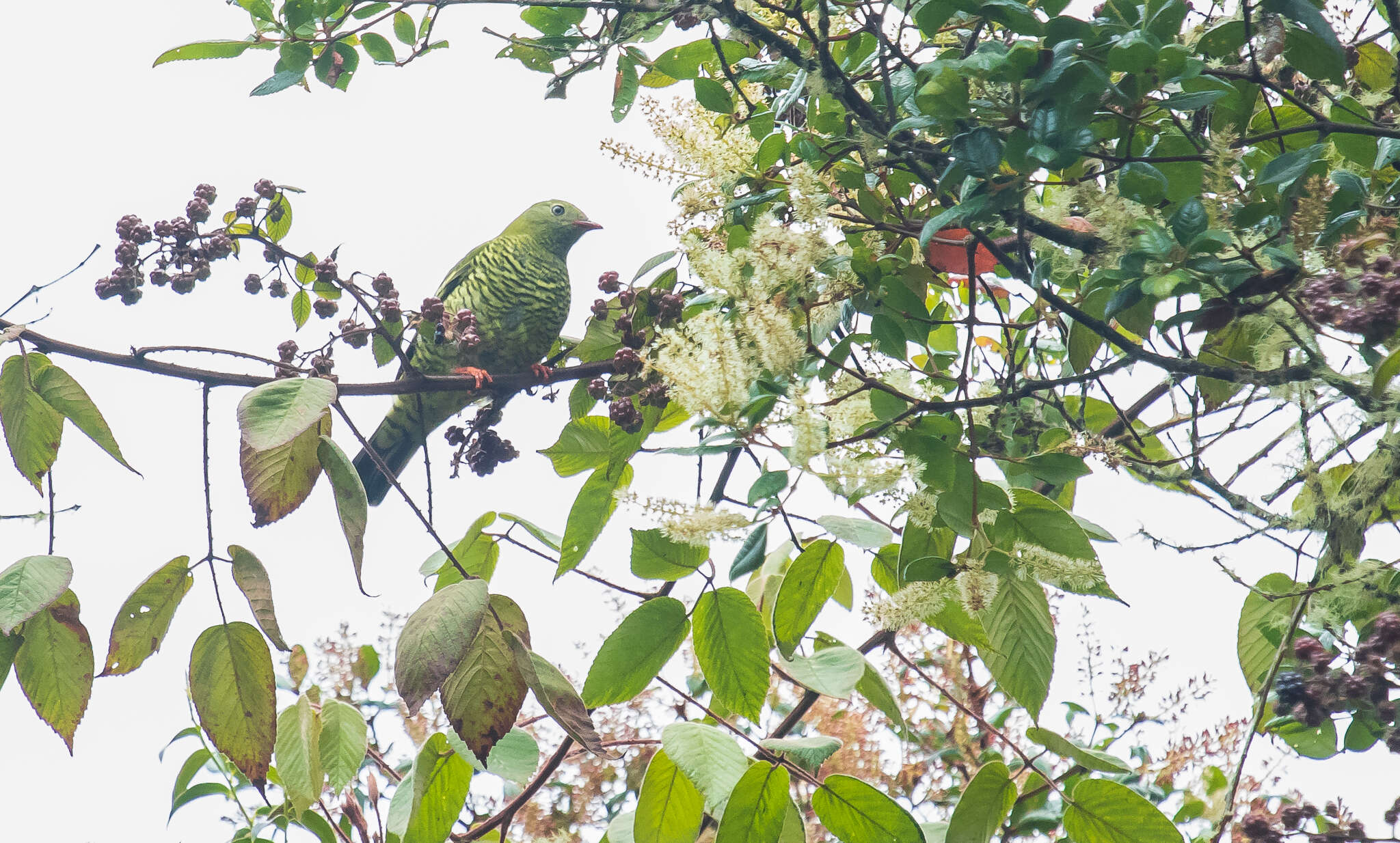 Image de Cotinga barré