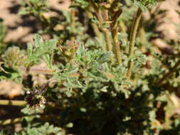 Image of Glandularia mendocina (Phil.) Covas & Schnack