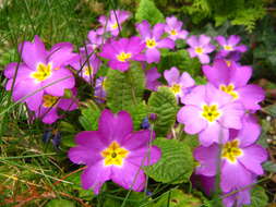 Image of Primula acaulis subsp. rubra (Sm.) Greuter & Burdet