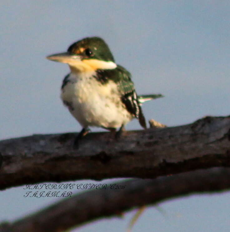 Image of Green Kingfisher