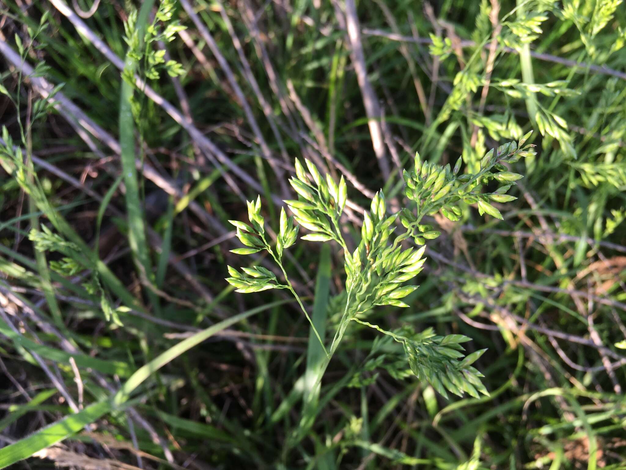 Plancia ëd Festuca paradoxa Desv.