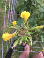 Plancia ëd Oenothera parviflora L.