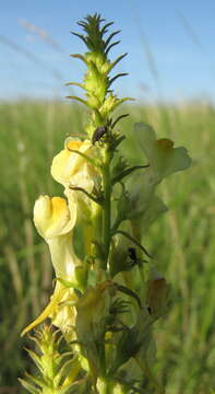 Plancia ëd Linaria biebersteinii Besser