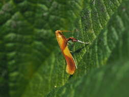 Image of Caloptilia robustella Jäckh 1972