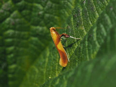 Image of Caloptilia robustella Jäckh 1972