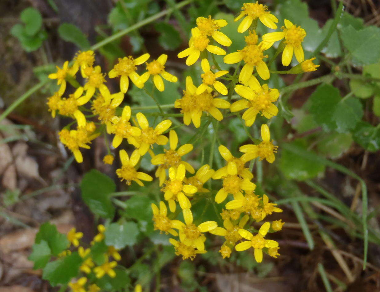 Image of Cineraria geifolia (L.) L.