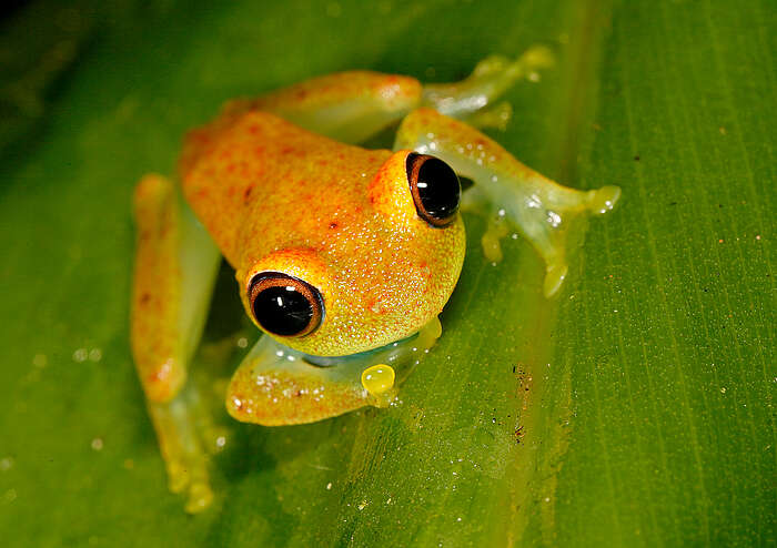 Image of Green Bright-eyed Frog