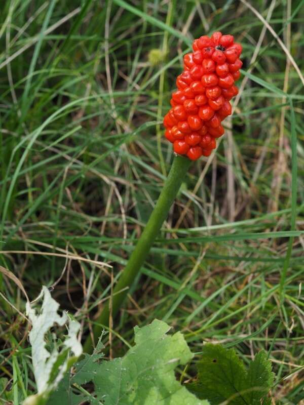 Imagem de Arum cylindraceum Gasp.