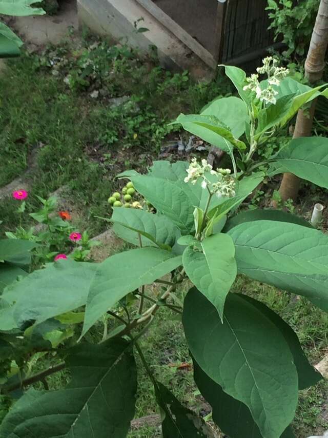 Plancia ëd Solanum hazenii Britton