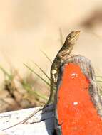 Image of Bulky Anole