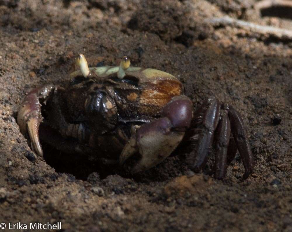 Image of swamp ghost crab