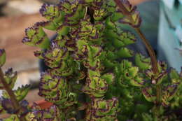 Image of Plectranthus spicatus E. Mey.