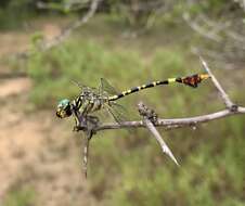 Imagem de Paragomphus sabicus Pinhey 1950