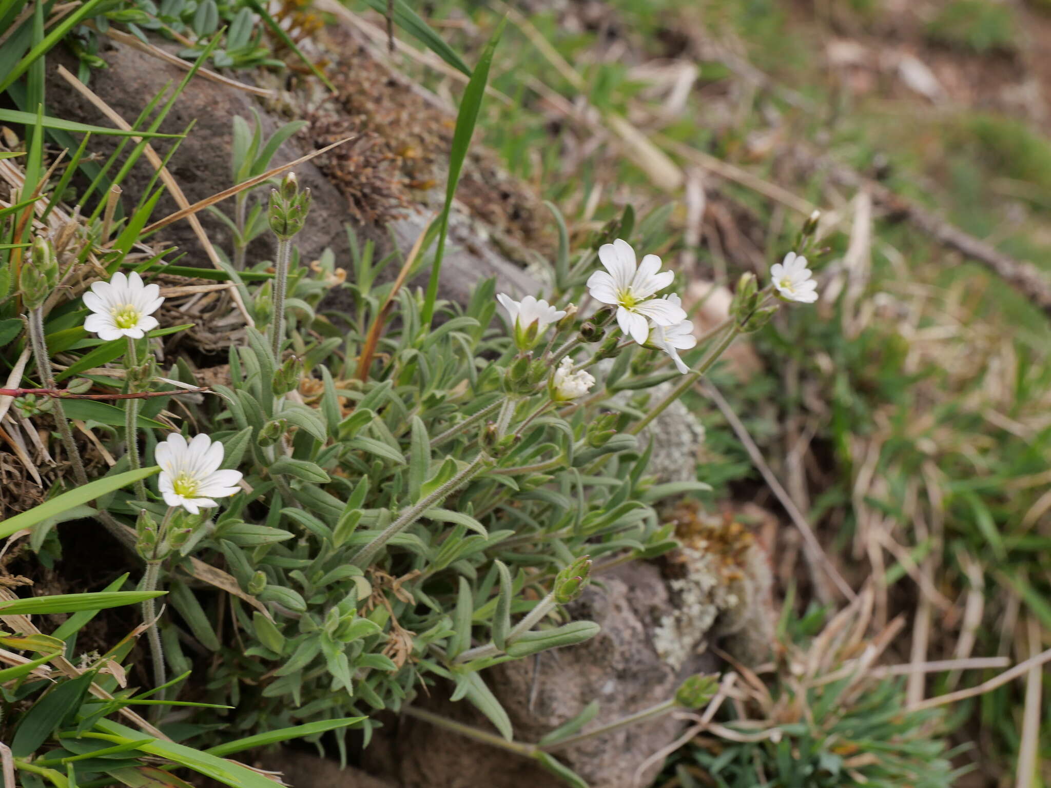 Plancia ëd Cerastium arvense subsp. arvense