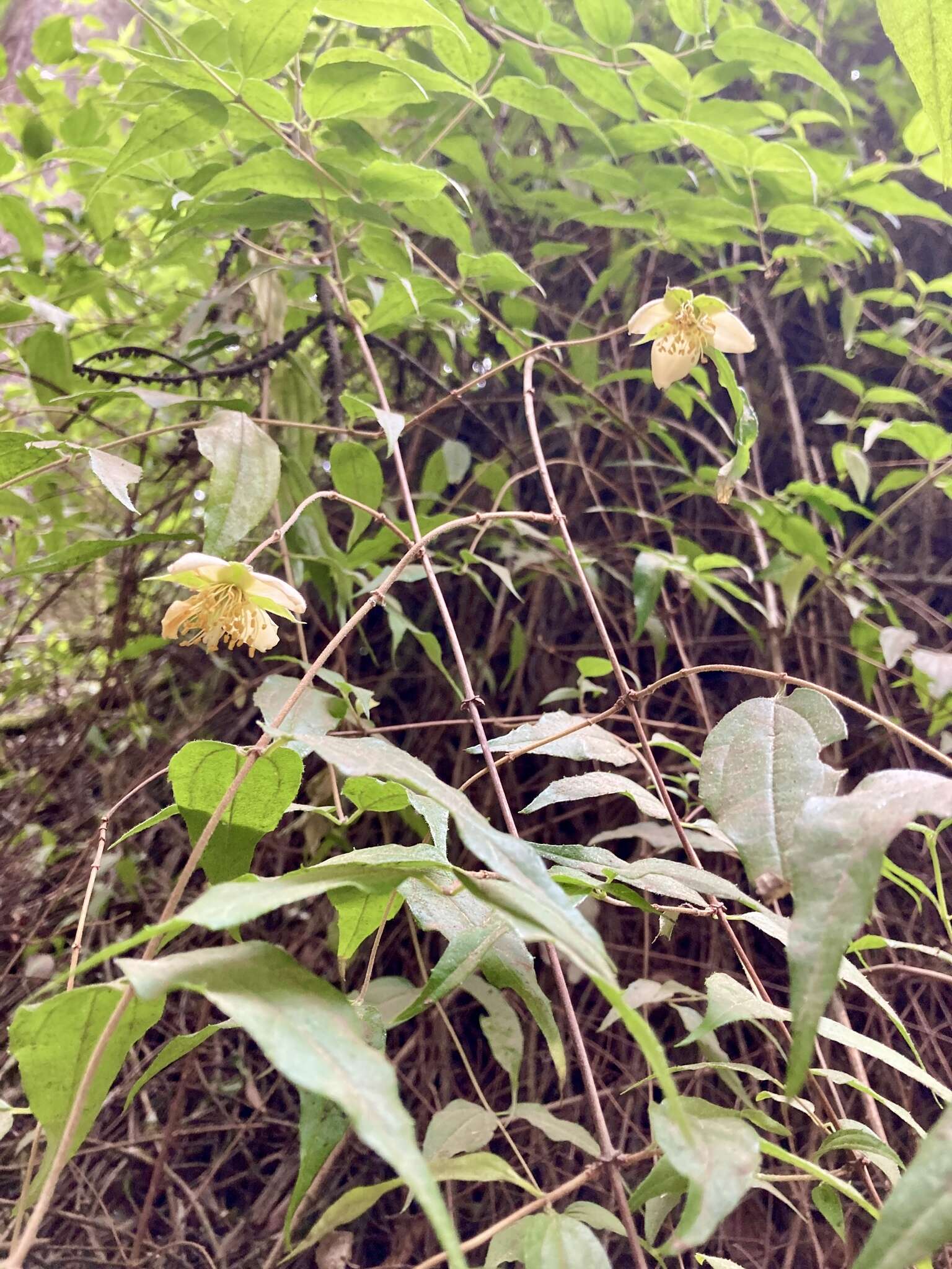 Image of Philadelphus mexicanus Schltdl.