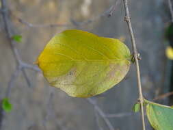 Imagem de Combretum apiculatum Sond.