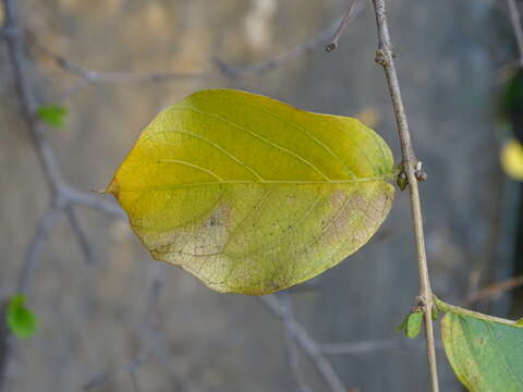 Imagem de Combretum apiculatum Sond.