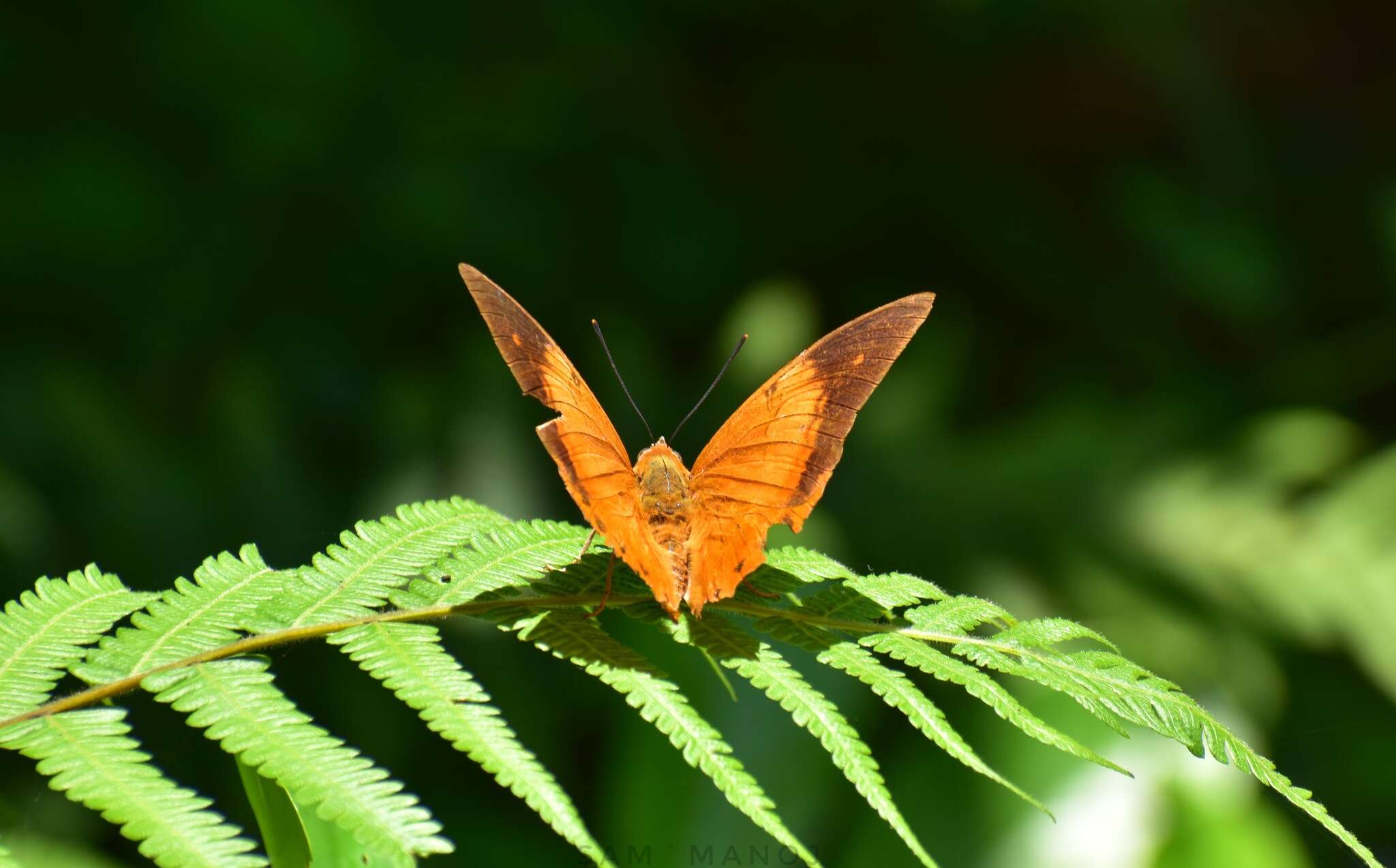 Imagem de Charaxes bernardus Fabricius 1793