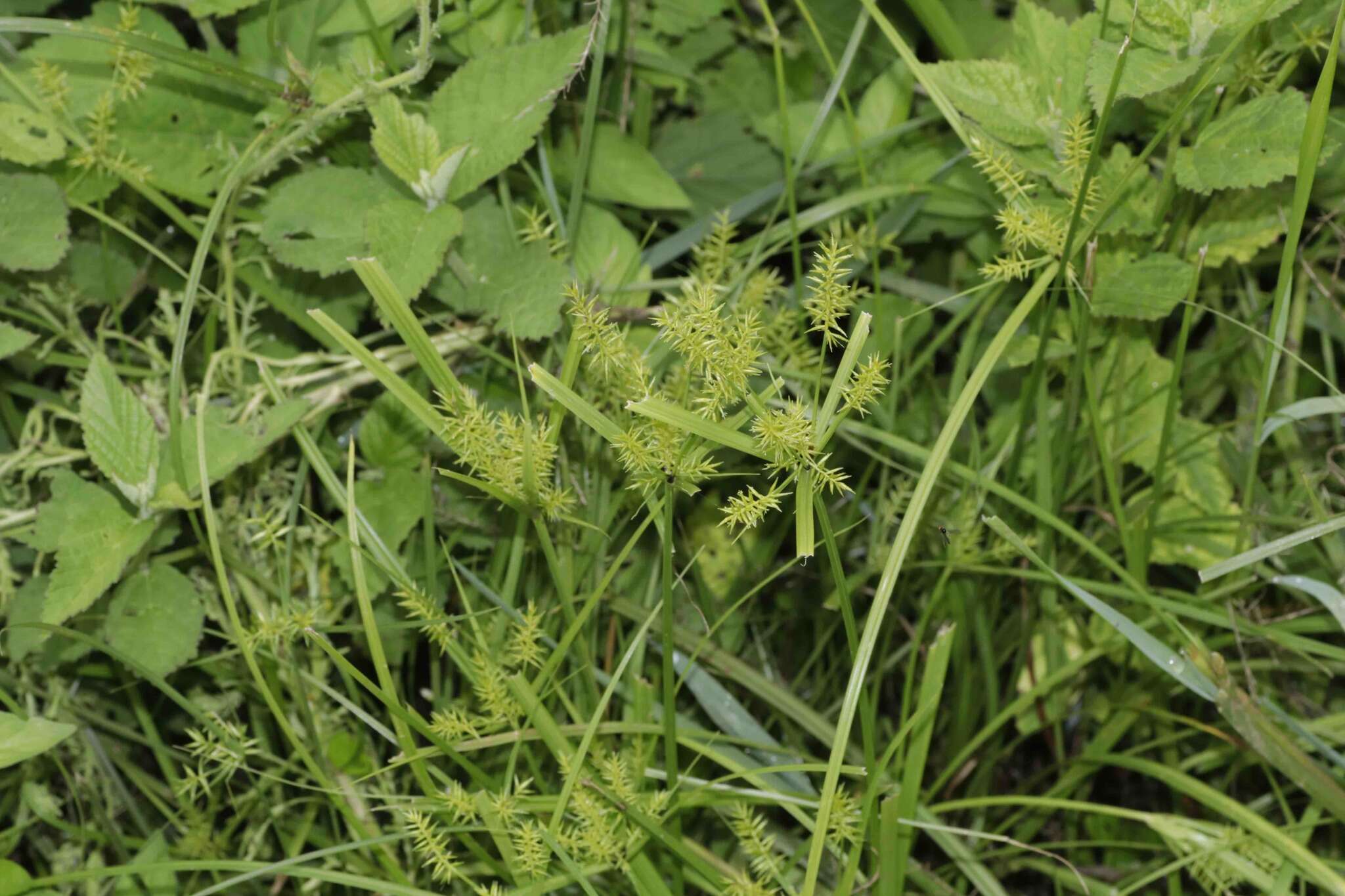 Слика од Cyperus hermaphroditus (Jacq.) Standl.