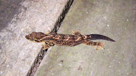 Image of Thecadactylus solimoensis Bergmann & Russell 2007