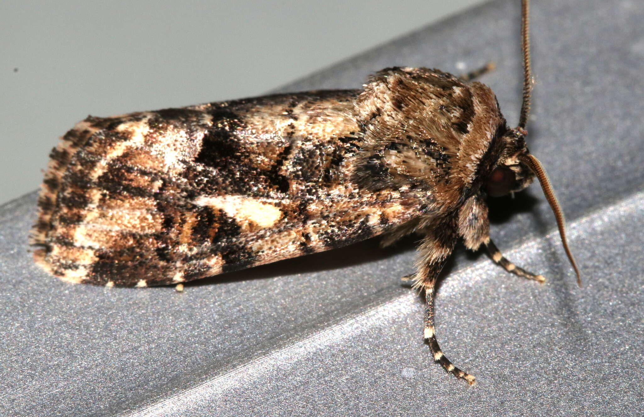 Image of Spodoptera umbraculata Walker 1858