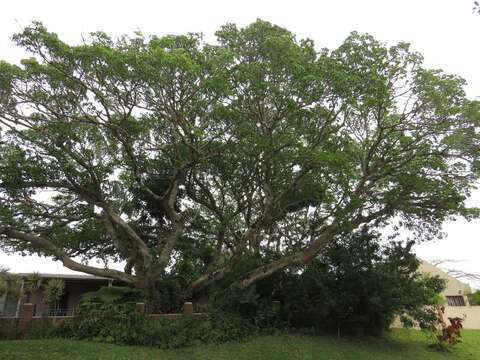 Ficus polita Vahl的圖片