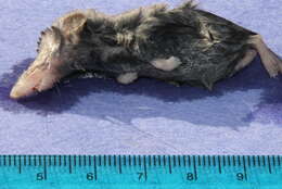 Image of Desert Shrew