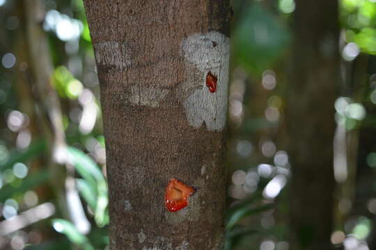 Image of Brochoneura acuminata (Lam.) Warb.