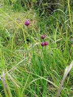 Image of wild chives