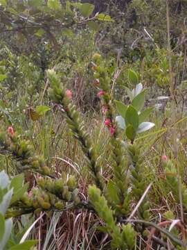 Disterigma rimbachii (A. C. Sm.) J. L. Luteyn的圖片