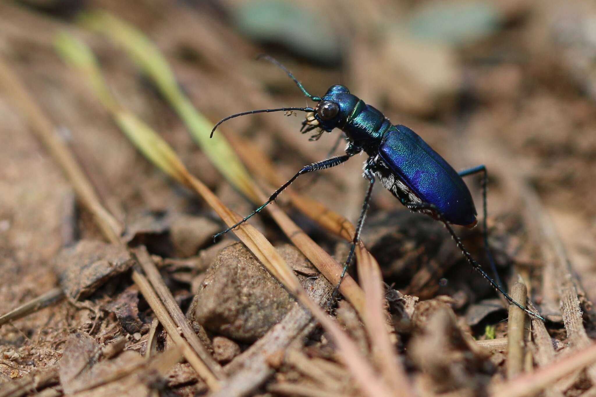 Image of Cicindela (Cicindelidia) rufiventris cumatilis Le Conte 1851