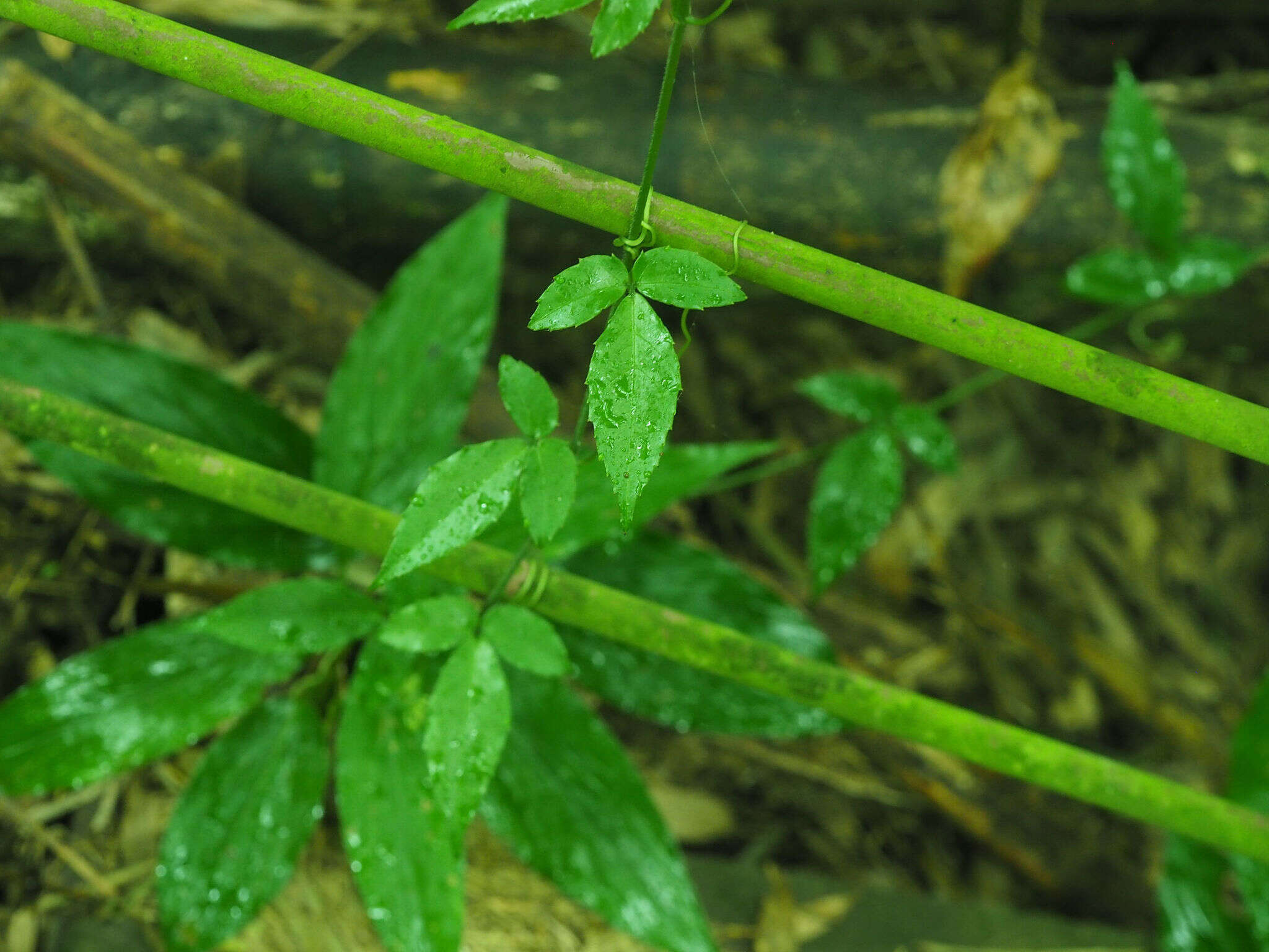 Image of Tetrastigma hemsleyanum Diels & Gilg