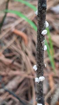 Image of Scale insect