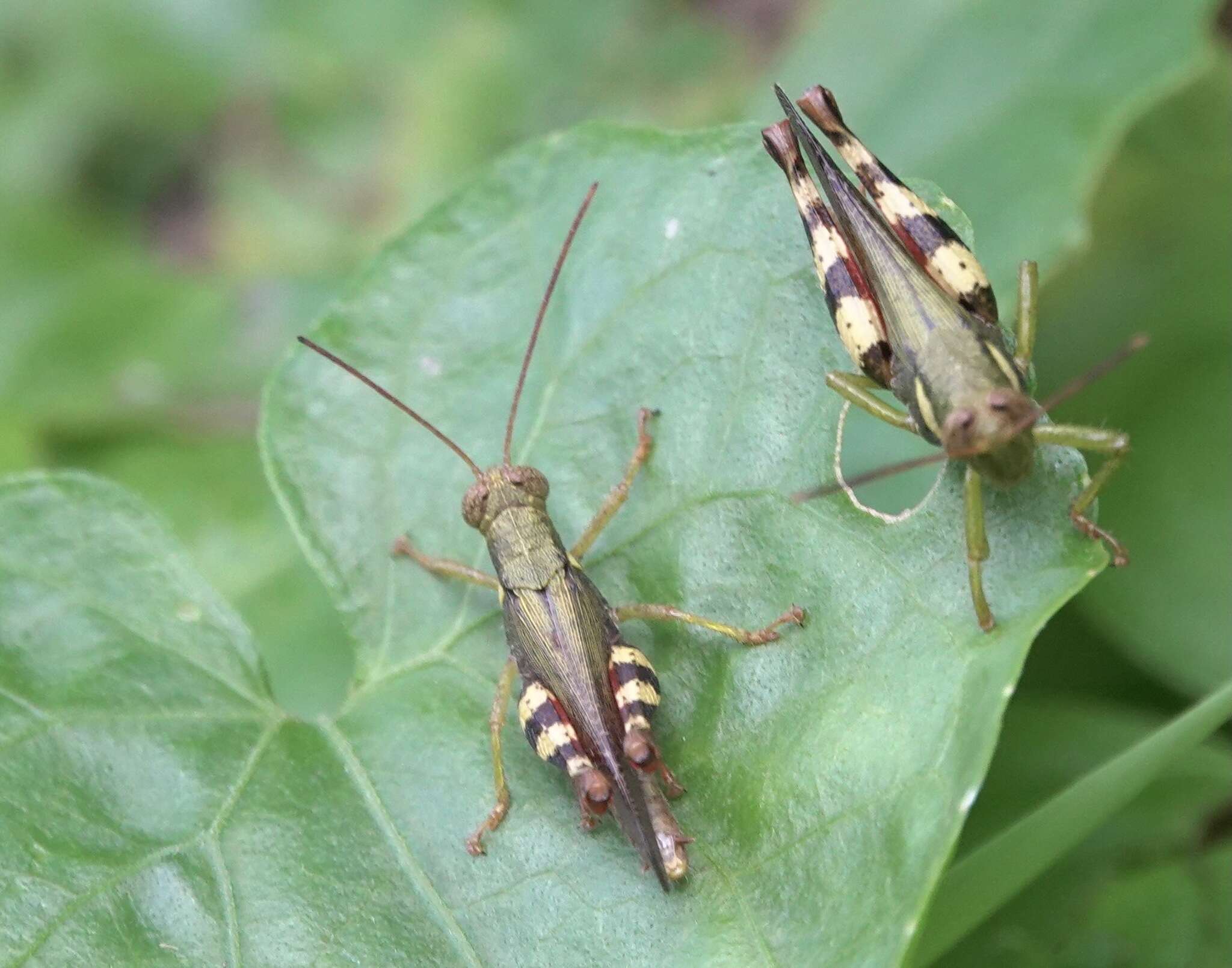 Apalacris varicornis Walker & F. 1870的圖片