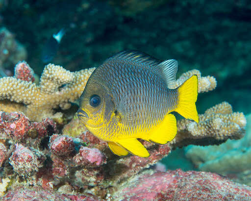 Image of Dascyllus auripinnis Randall & Randall 2001