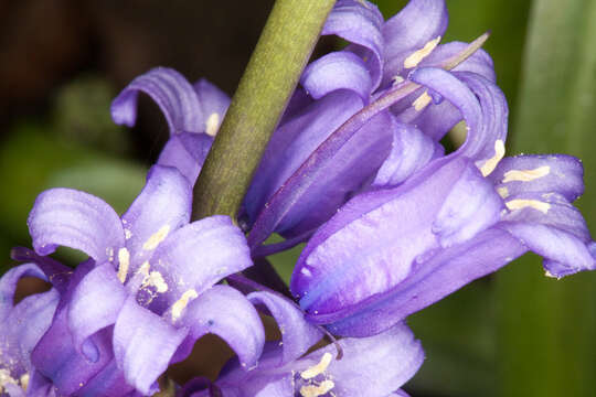 Imagem de Hyacinthoides non-scripta (L.) Chouard ex Rothm.