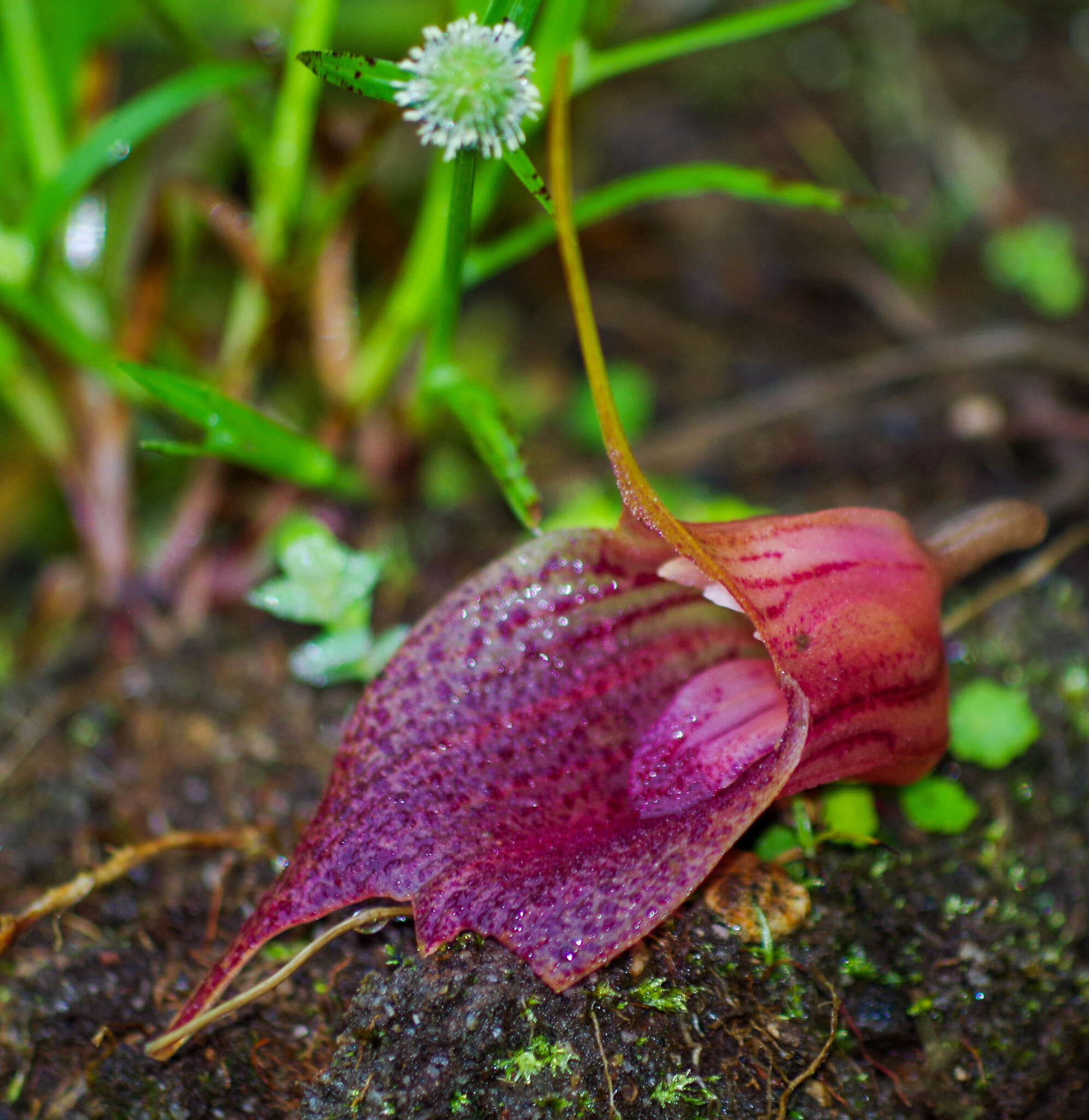 Imagem de Masdevallia angulata Rchb. fil.