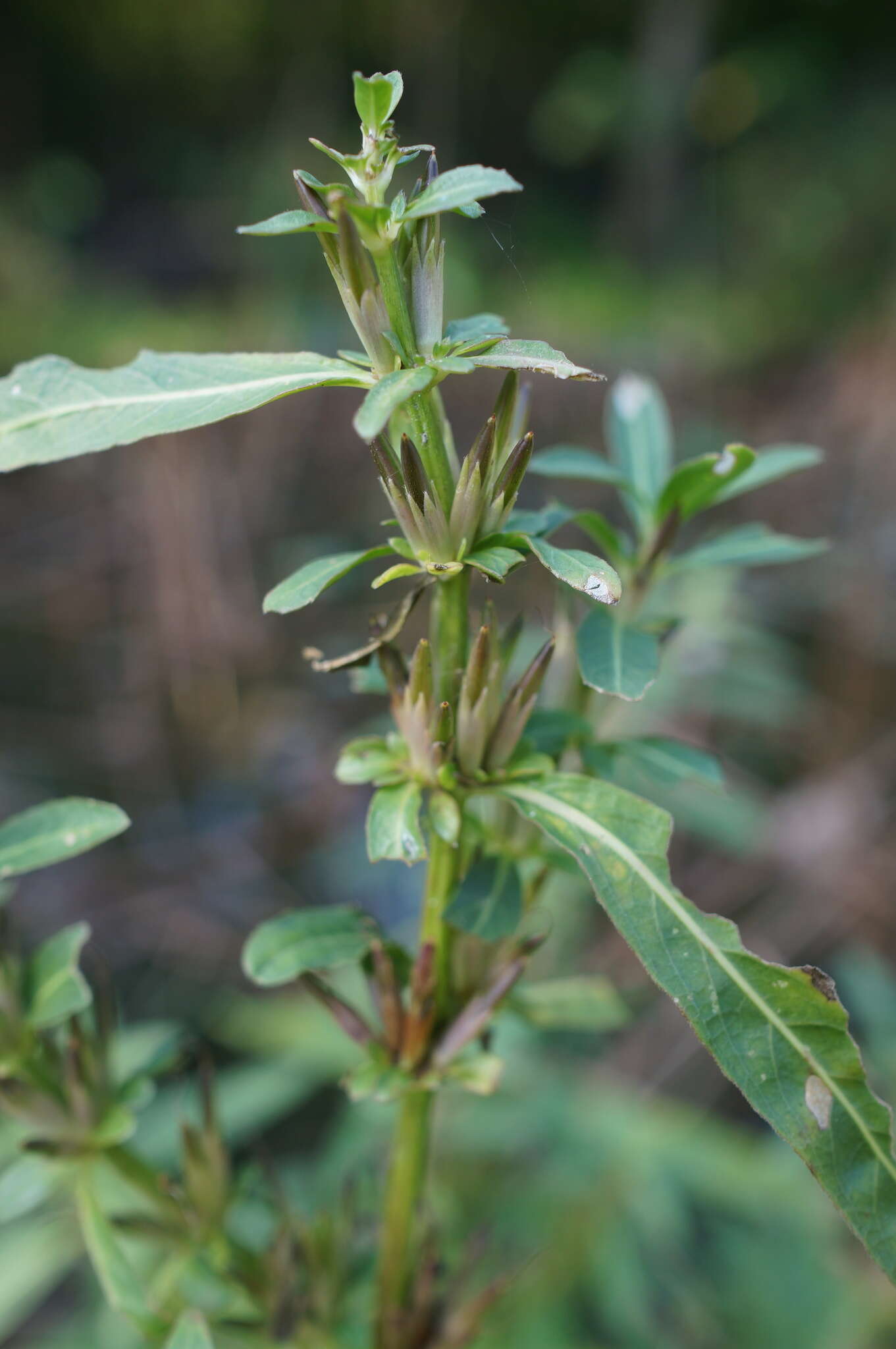 Imagem de Hygrophila ringens (L.) R. Br.