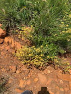 Image of Pearsonia cajanifolia (Harv.) Polhill