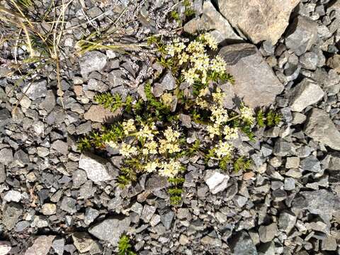 Imagem de Gingidia decipiens (Hook. fil.) J. W. Dawson