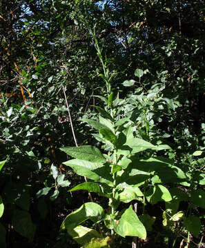 Image of Lactuca quercina L.